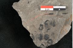 Foto (Detailansicht) von Zamiostrobus lunzensis Ettingshausen (NHMW-GEO-2024-0188-10603)